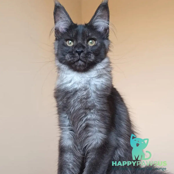 Dalaina Maine Coon female black silver - live animals