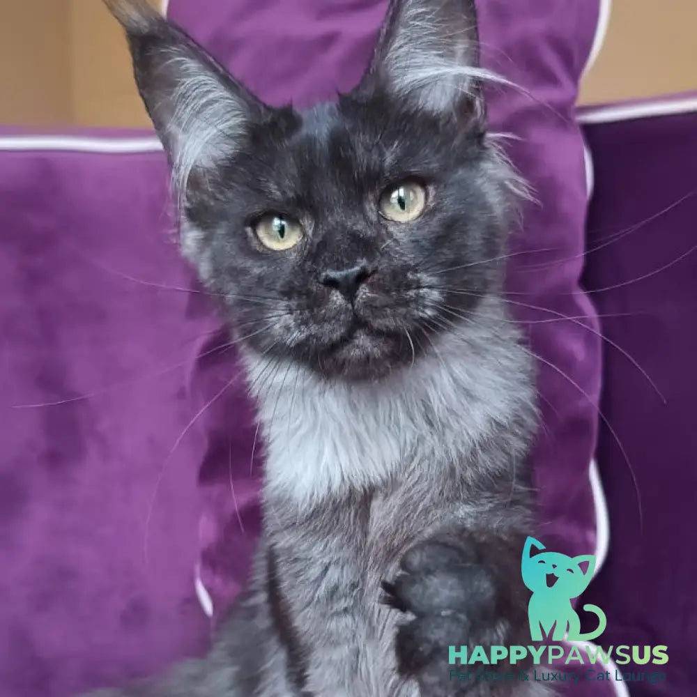 Dalaina Maine Coon female black silver - live animals