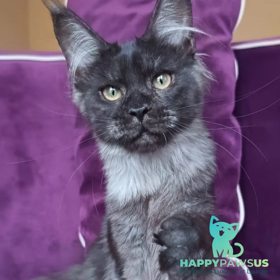 Dalaina Maine Coon female black silver - live animals