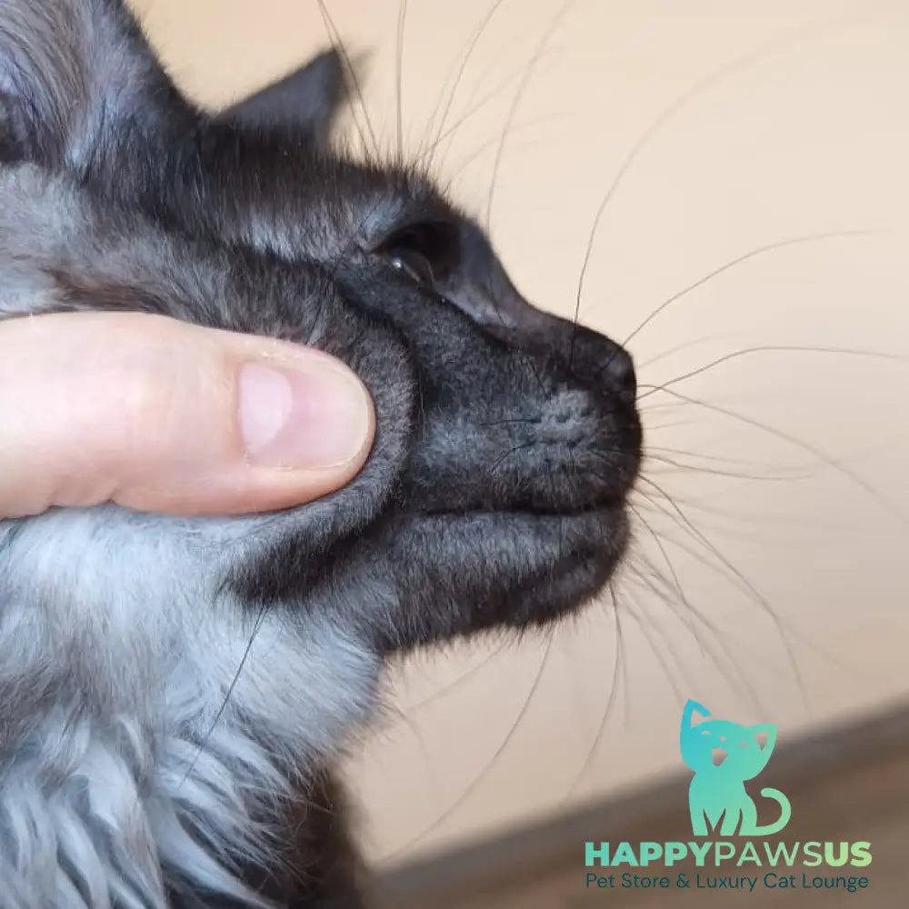 Dalaina Maine Coon female black silver - live animals
