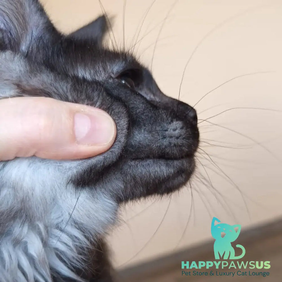 Dalaina Maine Coon female black silver - live animals