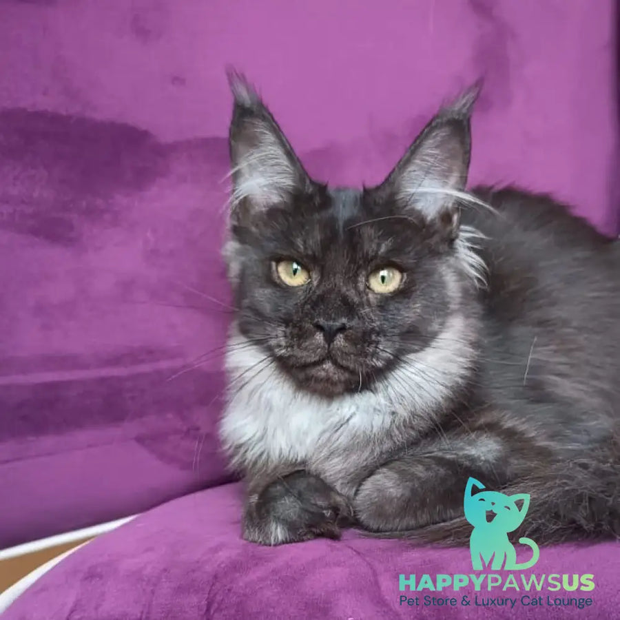 Dalaina Maine Coon female black silver - live animals