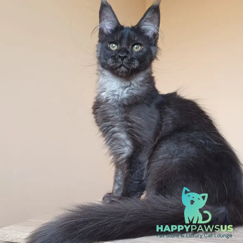 Dalaina Maine Coon female black silver - live animals