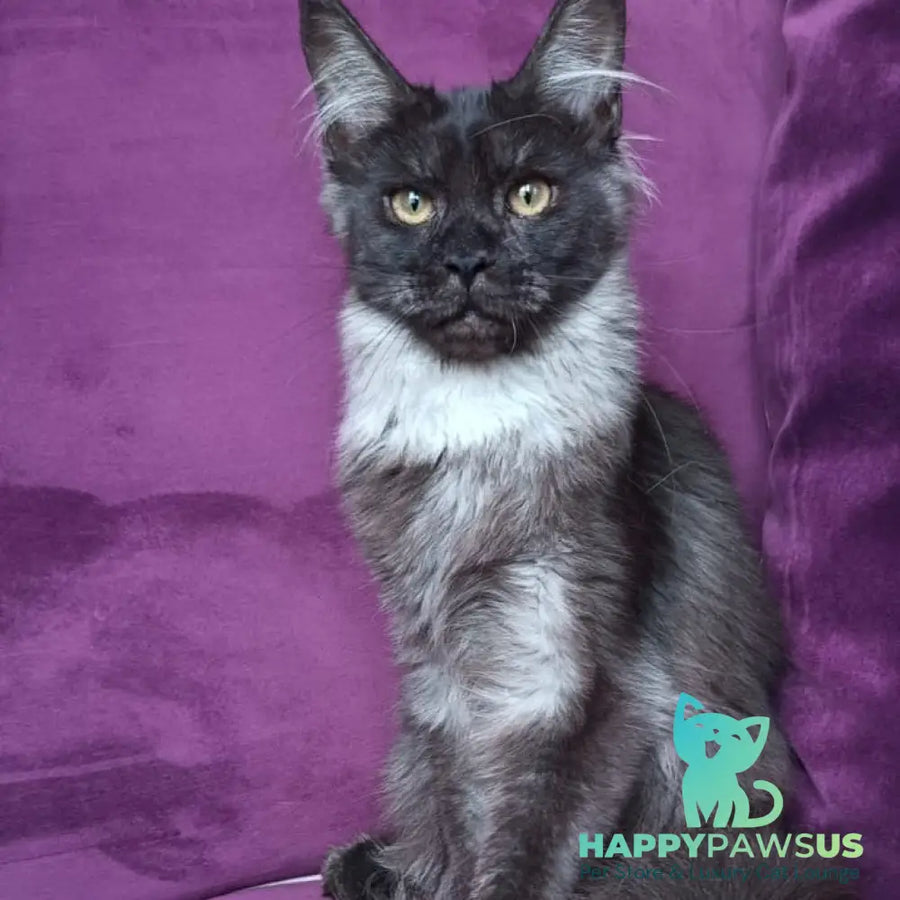 Dalaina Maine Coon female black silver - live animals
