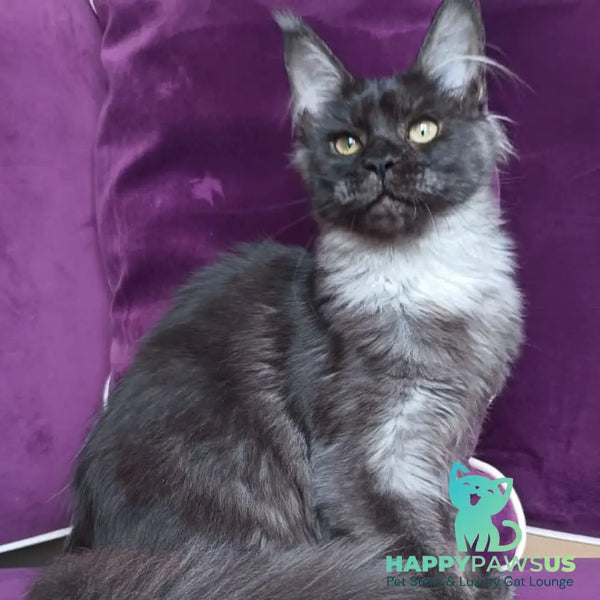 Dalaina Maine Coon female black silver - live animals