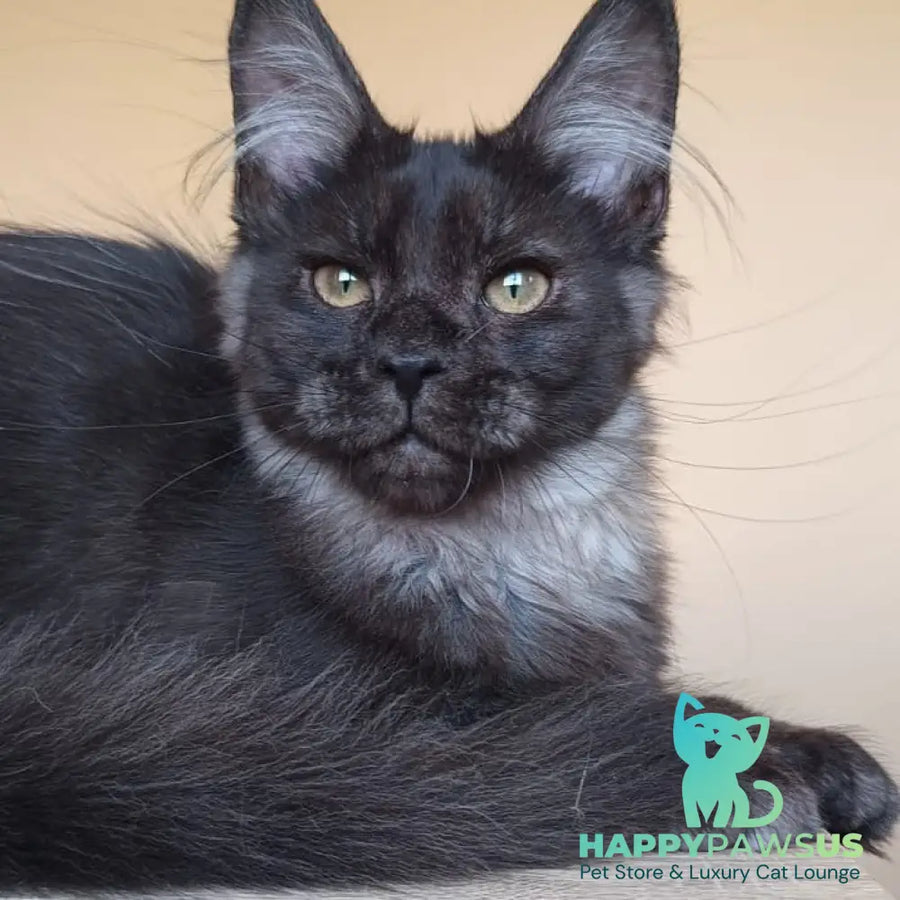 Dalaina Maine Coon female black silver - live animals