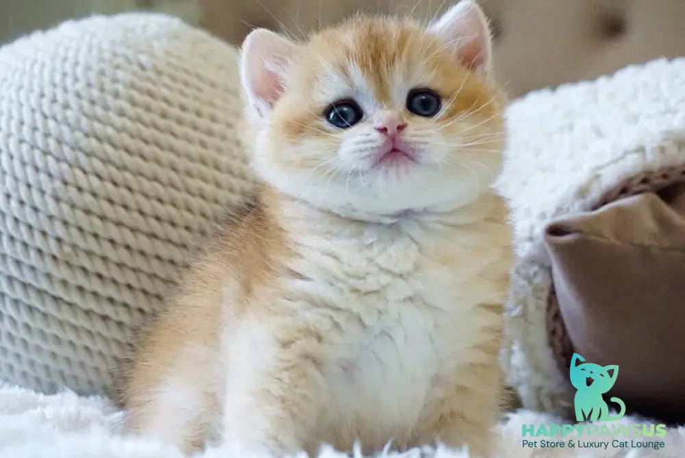 Dale British Shorthair male black golden chinchilla - live animals
