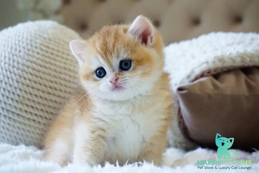 Dale British Shorthair male black golden chinchilla - live animals