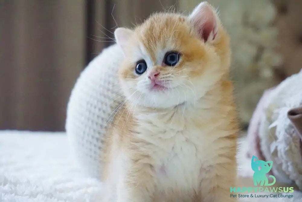 Dale British Shorthair male black golden chinchilla - live animals