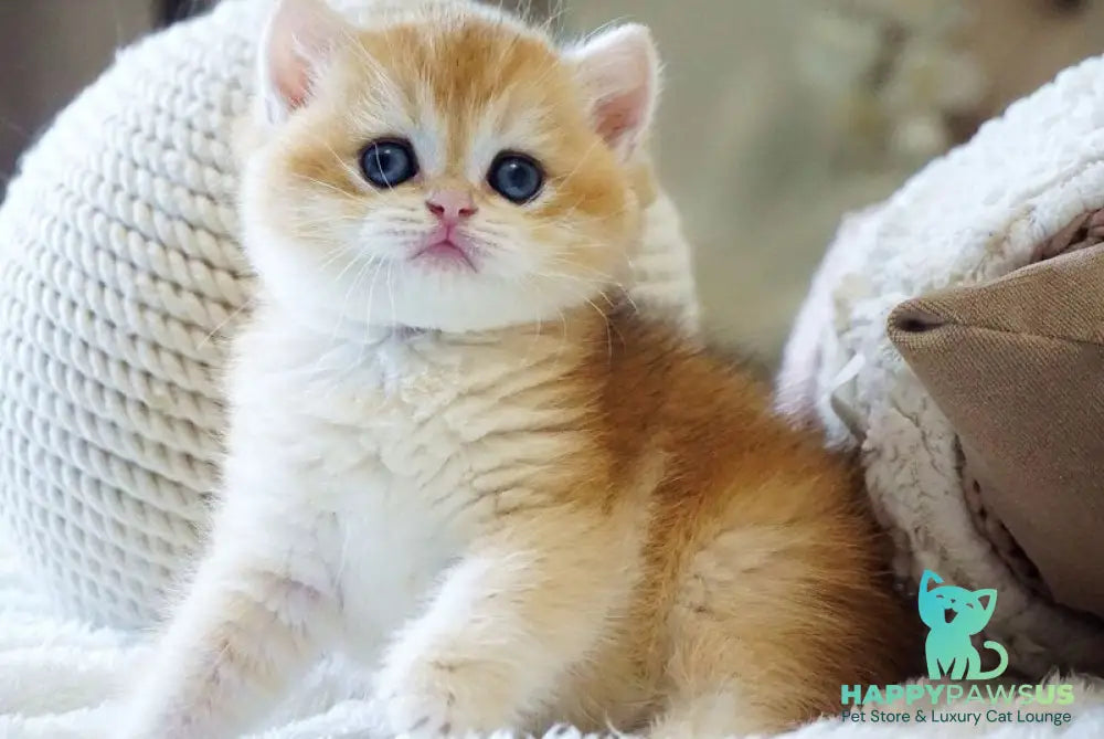 Dale British Shorthair male black golden chinchilla - live animals