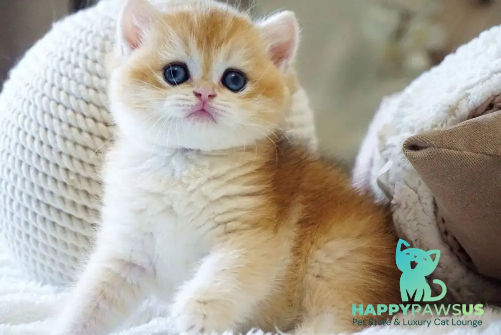 Dale British Shorthair male black golden chinchilla - live animals