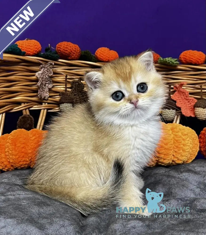 Dali Scottish Straight male black golden chinchilla live animals