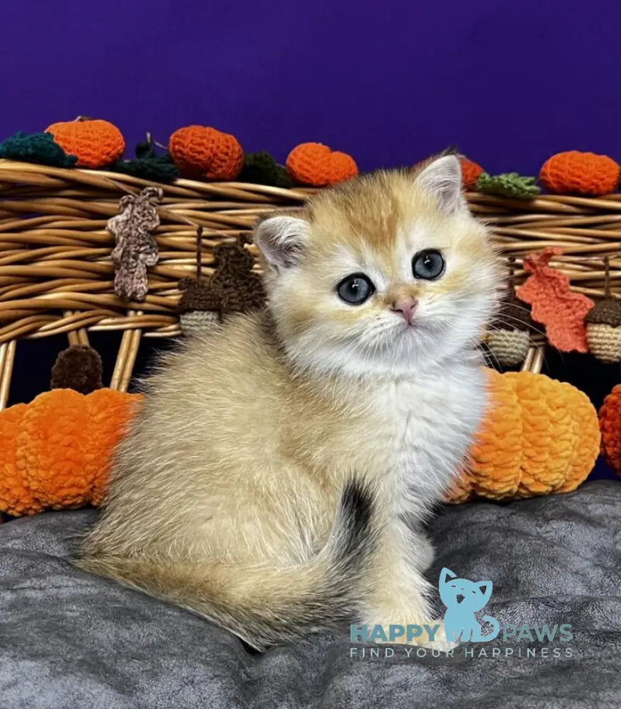 Dali Scottish Straight male black golden chinchilla live animals