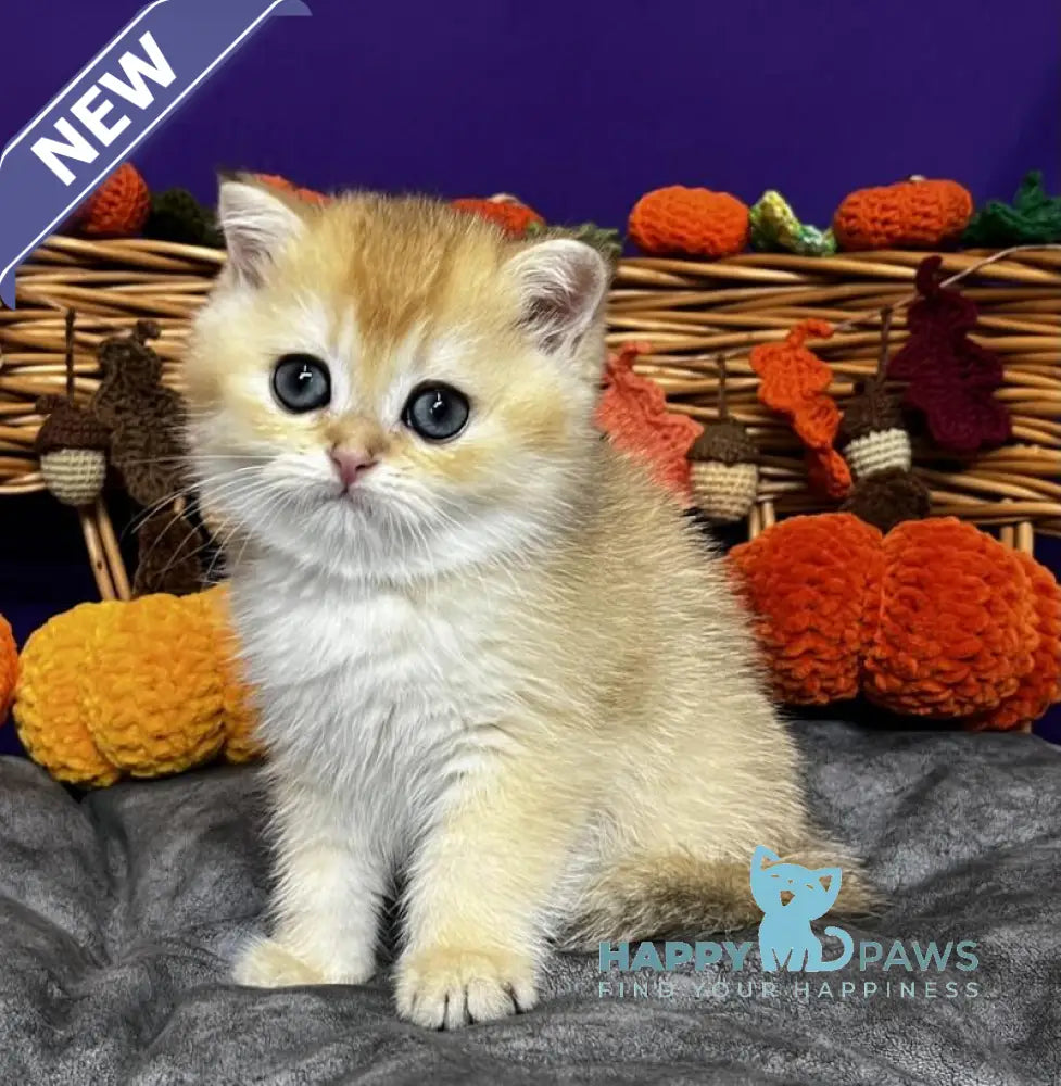 Dali Scottish Straight male black golden chinchilla live animals