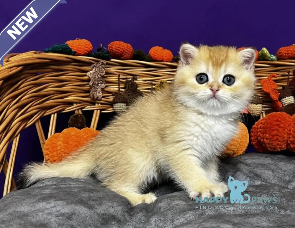 Dali Scottish Straight male black golden chinchilla live animals