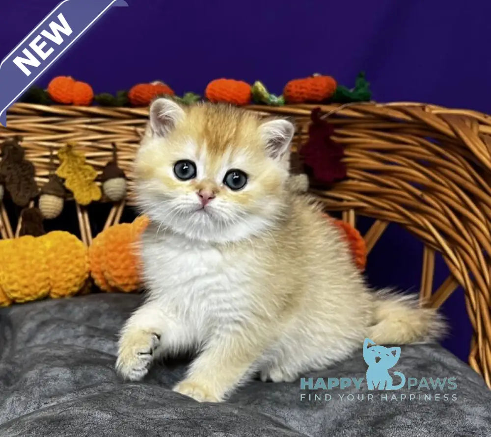 Dali Scottish Straight male black golden chinchilla live animals