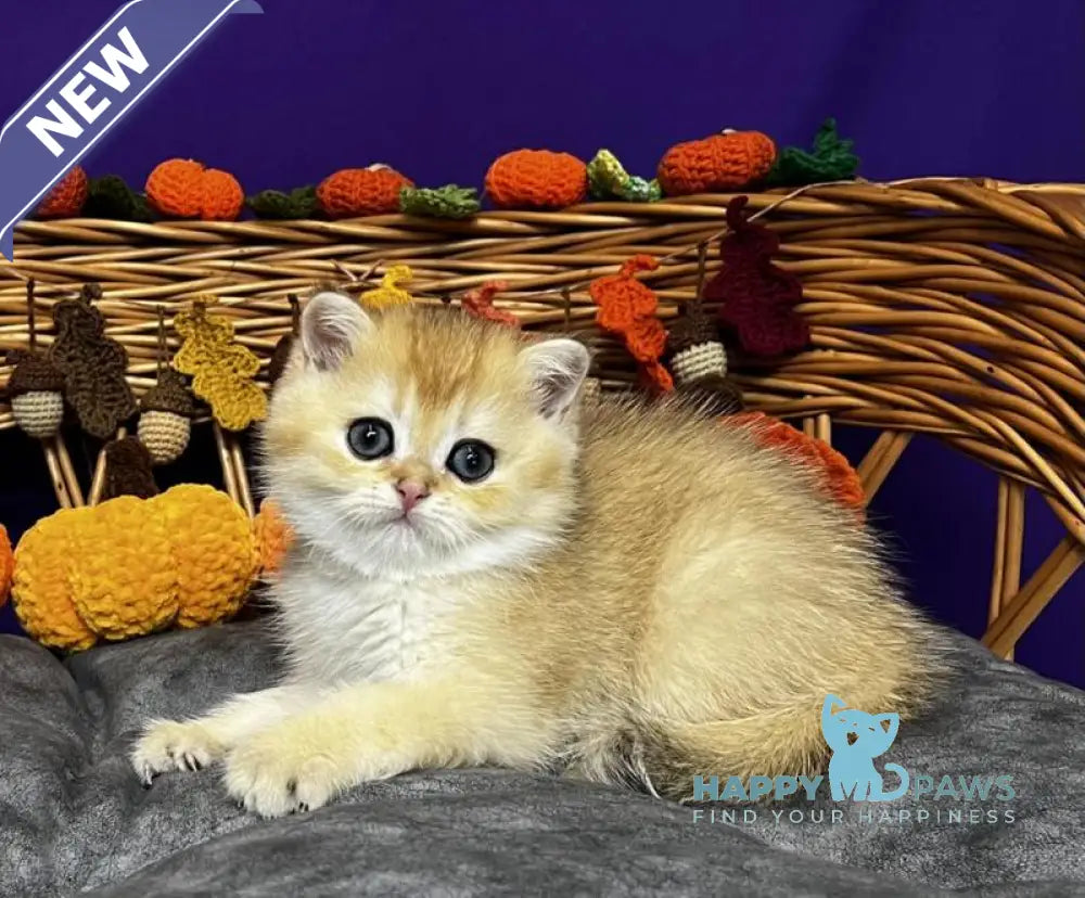 Dali Scottish Straight male black golden chinchilla live animals