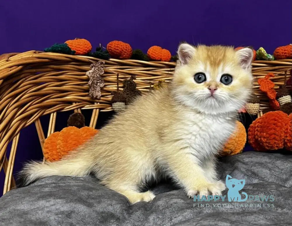 Dali Scottish Straight male black golden chinchilla live animals