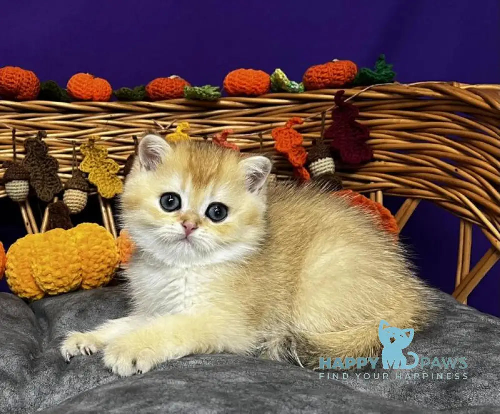 Dali Scottish Straight male black golden chinchilla live animals