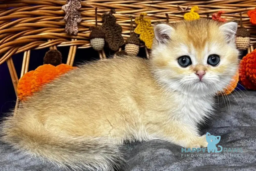 Dali Scottish Straight male black golden chinchilla live animals