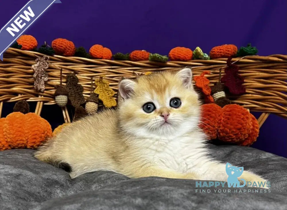 Dali Scottish Straight male black golden chinchilla live animals