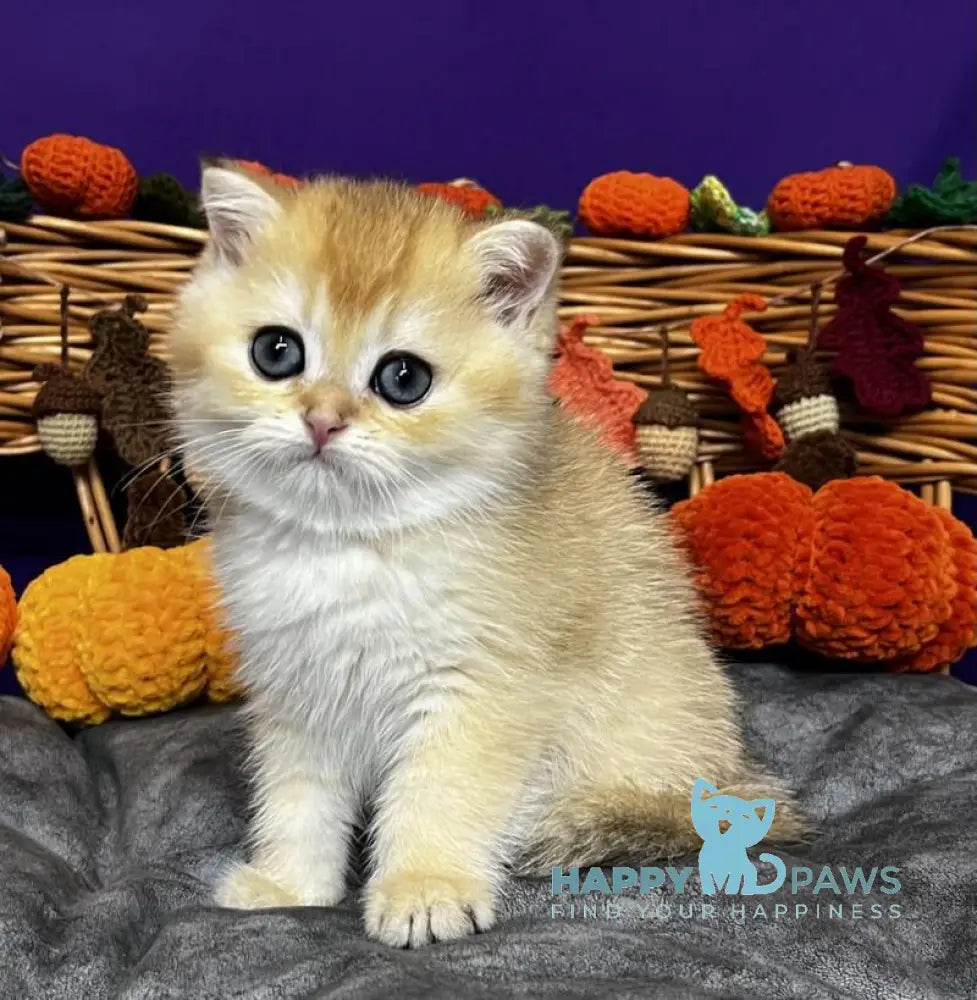 Dali Scottish Straight male black golden chinchilla live animals