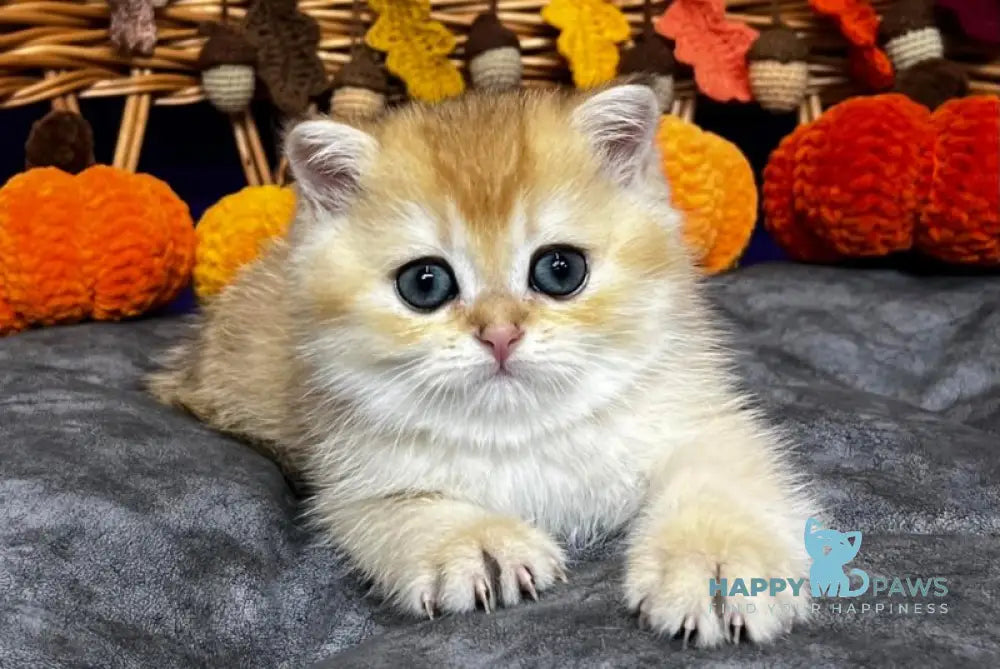 Dali Scottish Straight male black golden chinchilla live animals
