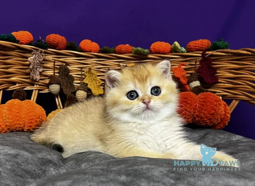 Dali Scottish Straight male black golden chinchilla live animals