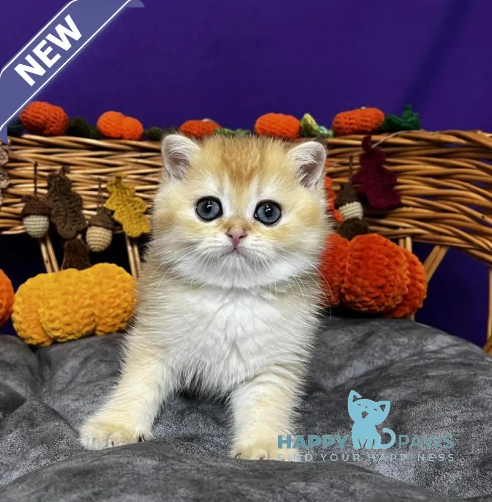 Dali Scottish Straight male black golden chinchilla live animals