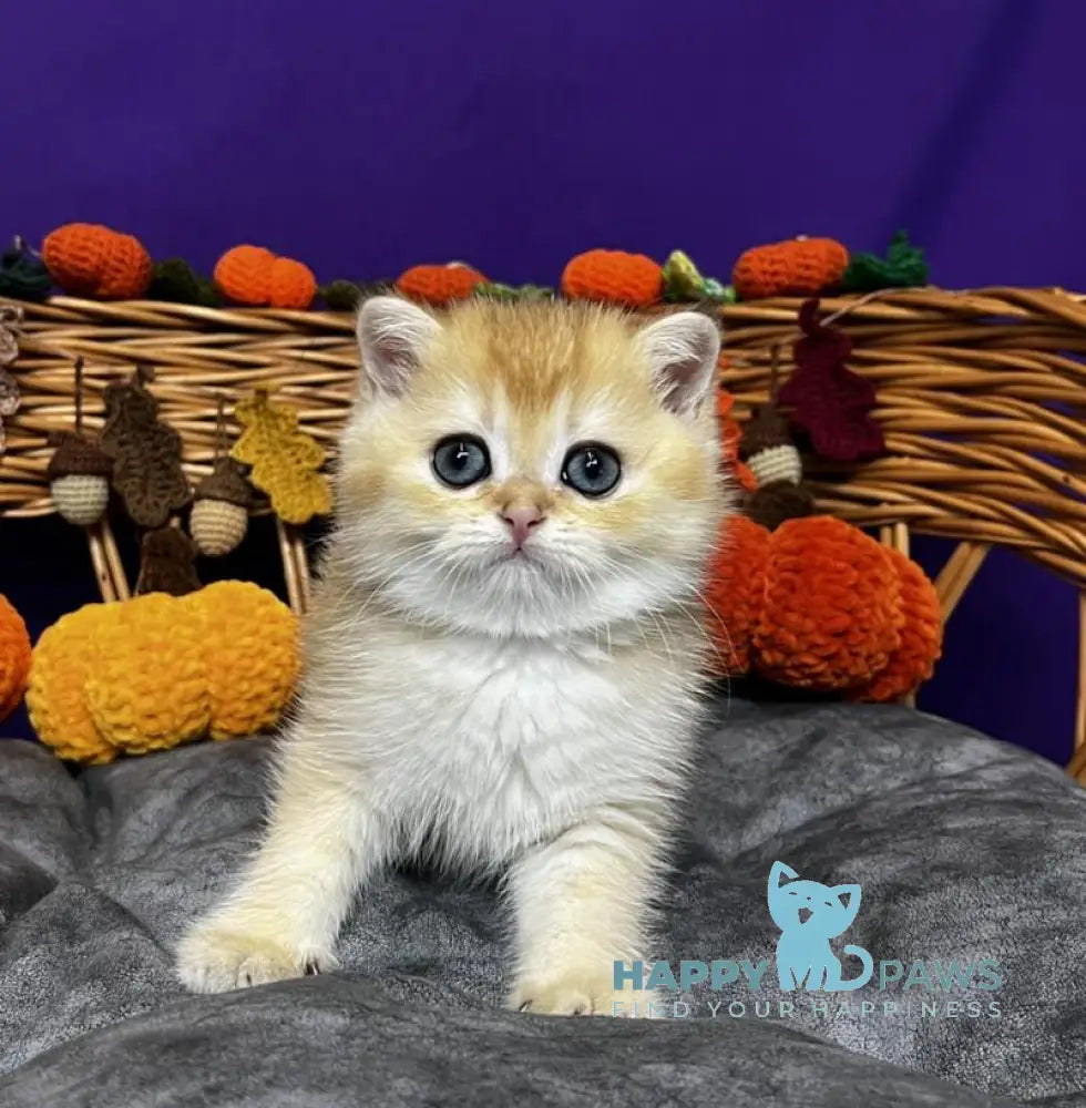 Dali Scottish Straight male black golden chinchilla live animals