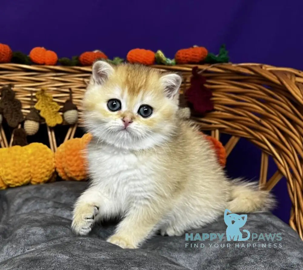 Dali Scottish Straight male black golden chinchilla live animals