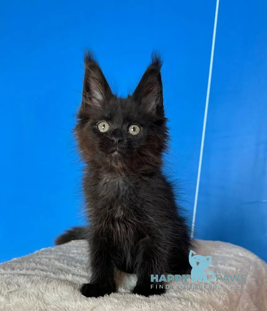 Dalida Maine Coon female black live animals