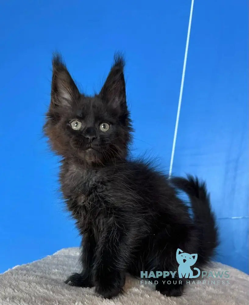 Dalida Maine Coon female black live animals