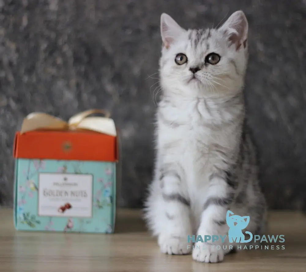 Dalila Scottish Straight female black silver tabby live animals