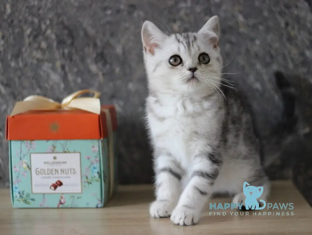 Dalila Scottish Straight female black silver tabby live animals