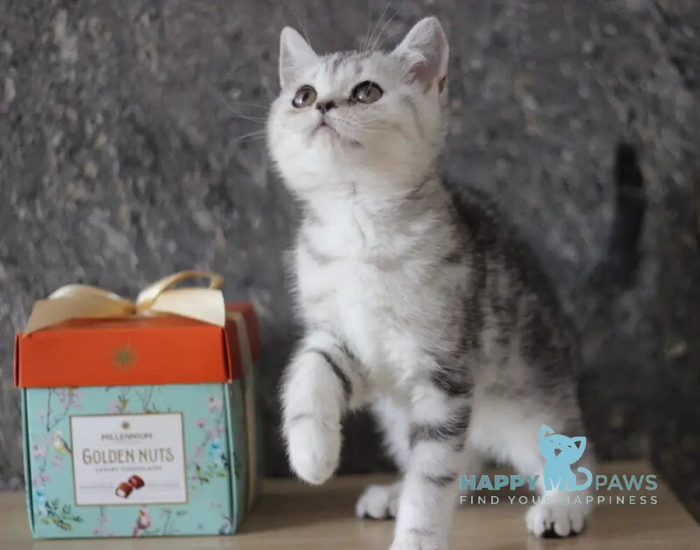 Dalila Scottish Straight female black silver tabby live animals