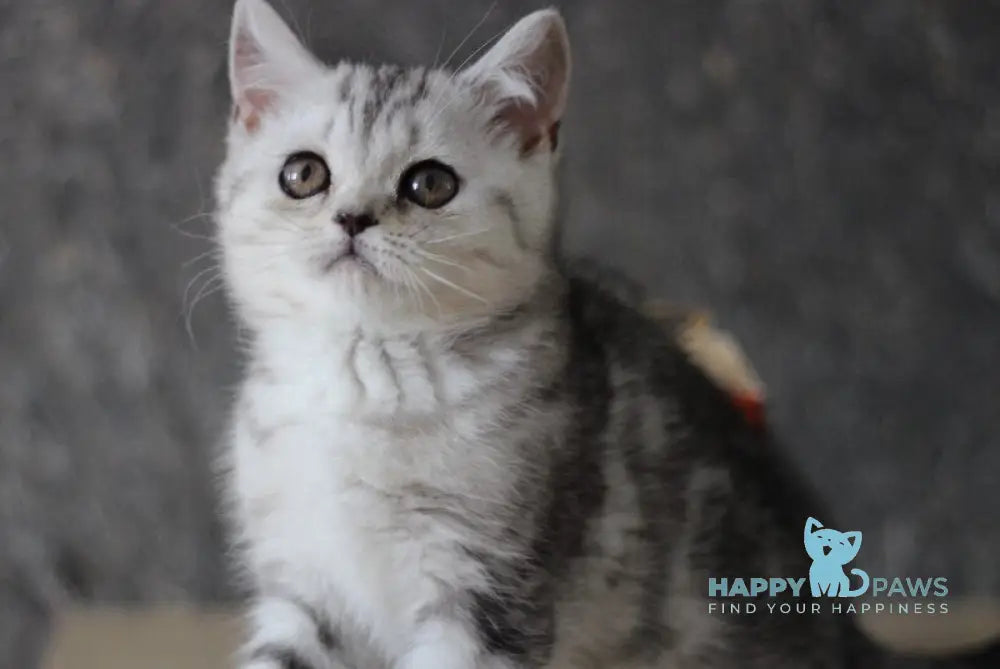 Dalila Scottish Straight female black silver tabby live animals