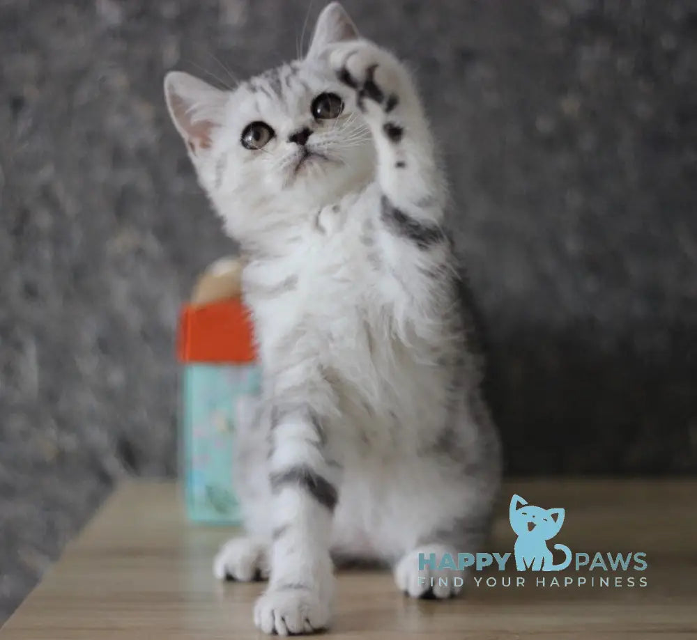 Dalila Scottish Straight female black silver tabby live animals