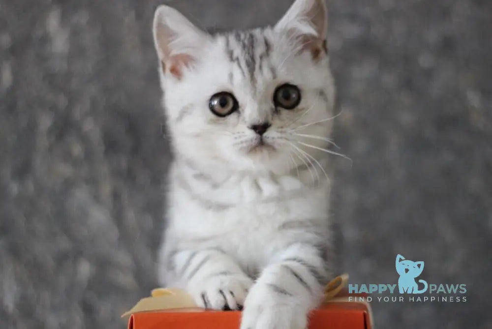 Dalila Scottish Straight female black silver tabby live animals