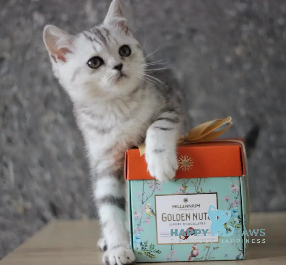 Dalila Scottish Straight female black silver tabby live animals