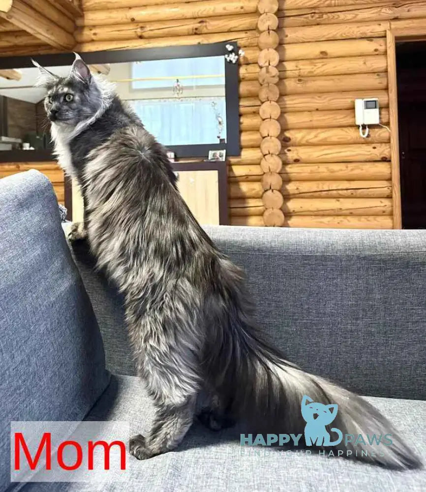 Dalion Maine Coon male black silver tabby live animals