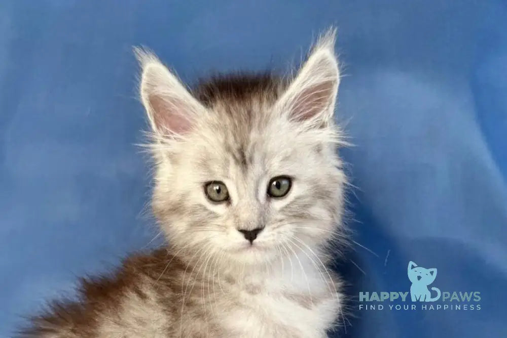 Dalion Maine Coon male black silver tabby live animals