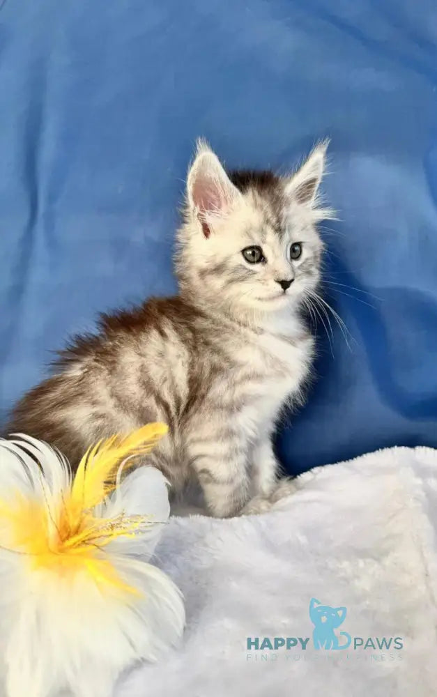 Dalion Maine Coon male black silver tabby live animals