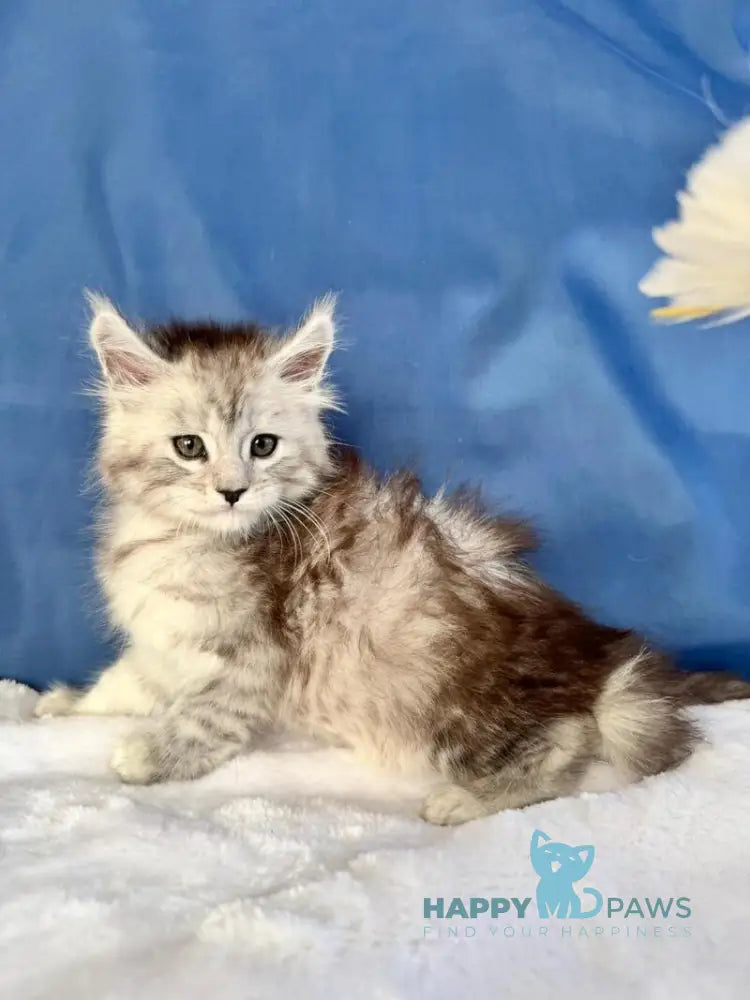 Dalion Maine Coon male black silver tabby live animals