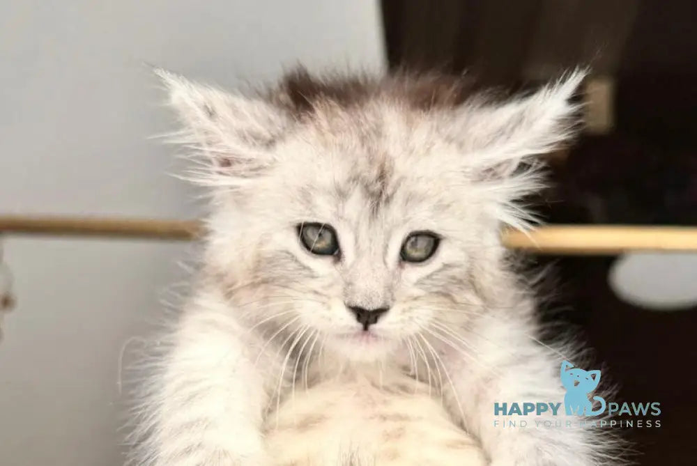 Dalion Maine Coon male black silver tabby live animals