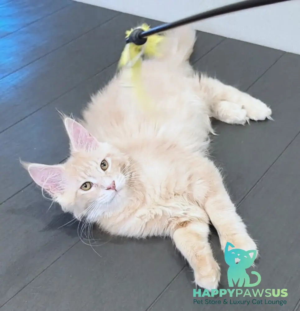 Daliya Maine Coon female cream tabby - live animals