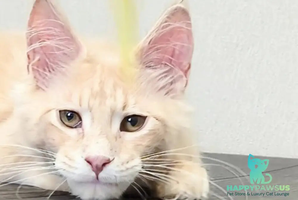 Daliya Maine Coon female cream tabby - live animals