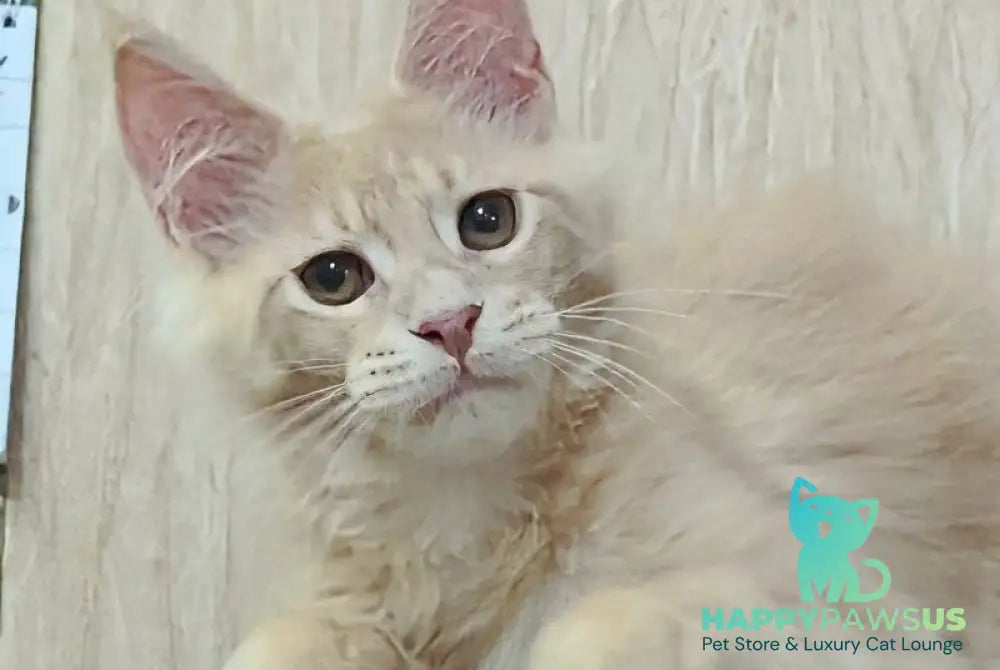 Daliya Maine Coon female cream tabby - live animals