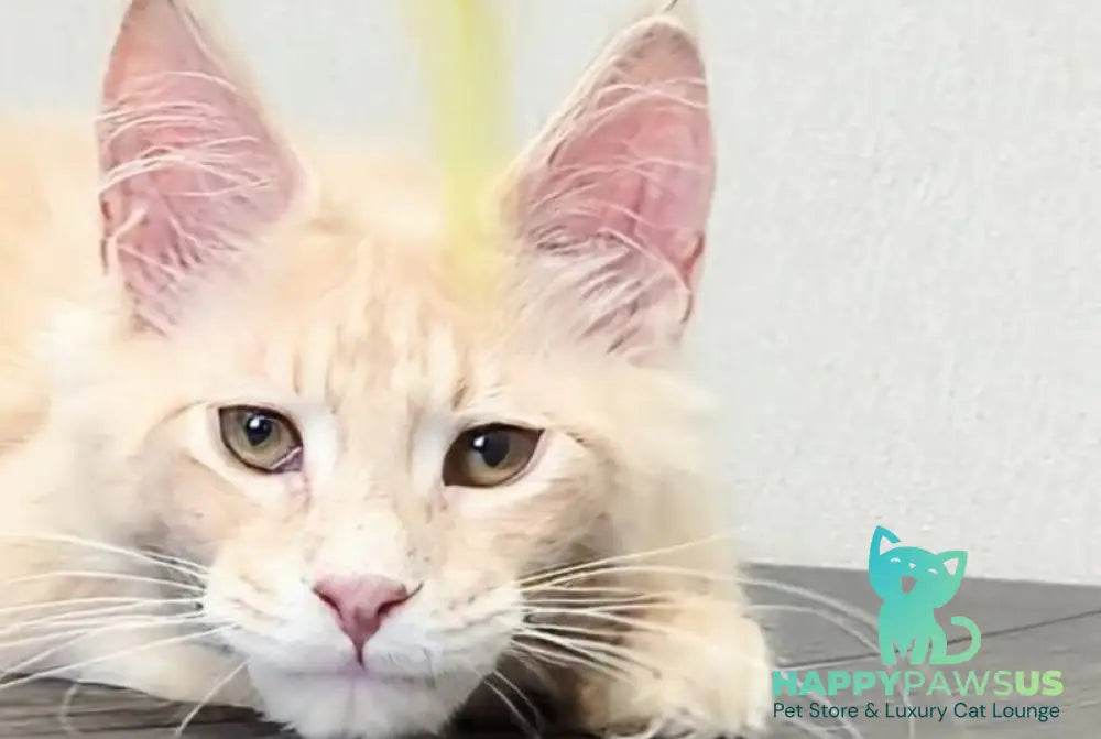 Daliya Maine Coon female cream tabby - live animals