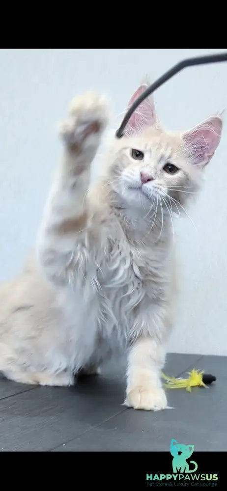 Daliya Maine Coon female cream tabby - live animals